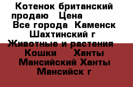 Котенок британский продаю › Цена ­ 3 000 - Все города, Каменск-Шахтинский г. Животные и растения » Кошки   . Ханты-Мансийский,Ханты-Мансийск г.